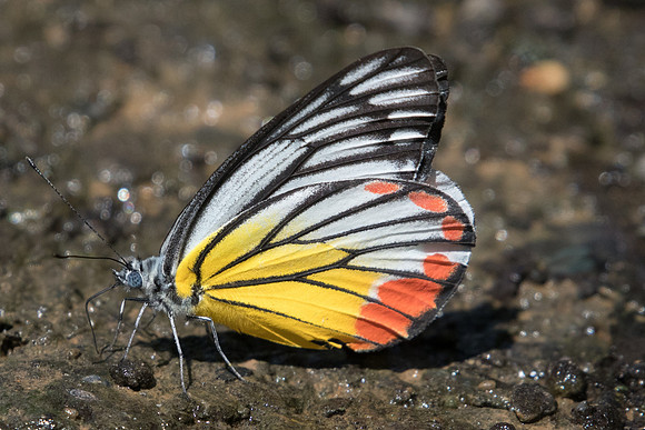Delias hyparete-0810 - Chiang Dao- 16/11/23