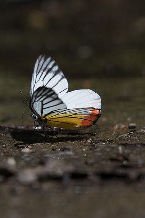Delias hyparete-0905 - Chiang Dao- 16/11/23