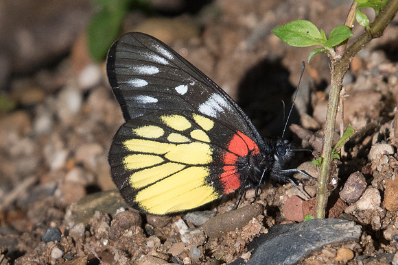 Delias pasithoe-0227 - Chiang Dao- 16/11/23