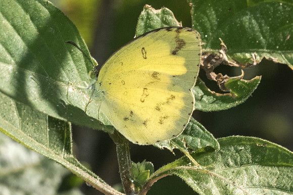 Eurema andersoni-0450 - Doi-Suthep - 13/11/23