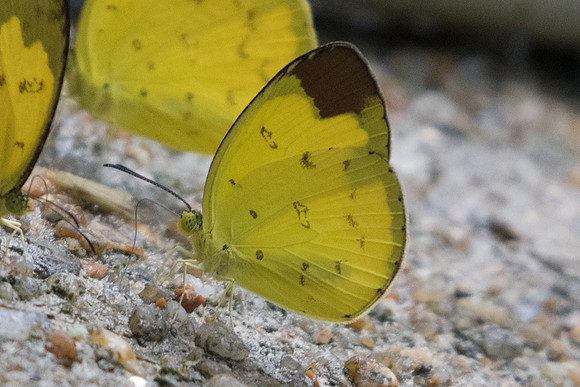 Eurema sari sodalis -5860 - Phanom Bencha Mountain - 24/11/23