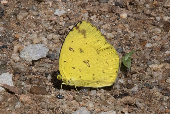 Eurema andersoni id? -8346