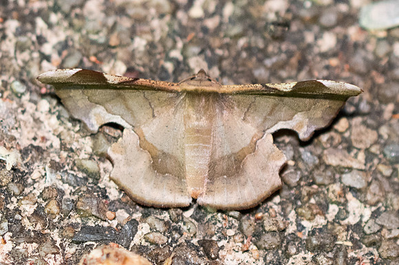 Fascellina chromataria-3517 - Chiang Rai - 17/11/23