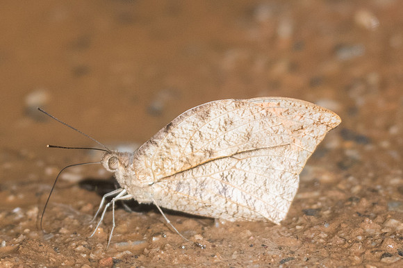 Hebomoia glaucippe glaucippe-3288 - Chiang Dao - 15/11/23