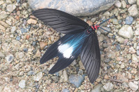 Histia flabellicornis-9936