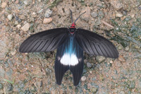 Histia flabellicornis-9956 - Chiang Dao - 16/11/23