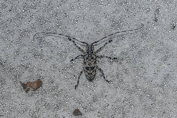 Insecte thai-0465