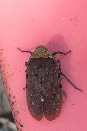 Insecte thai-1430