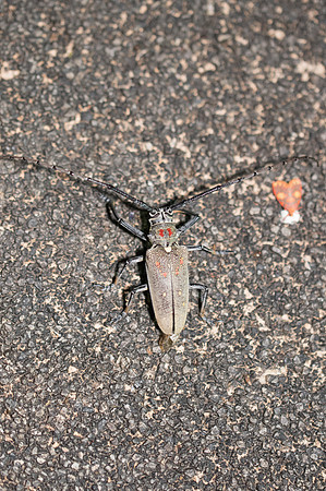 Insecte thai-3558