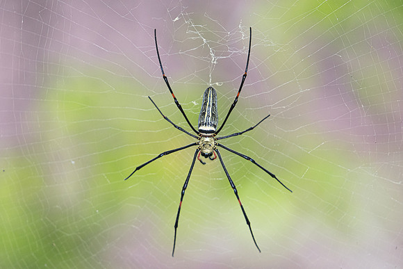 Insecte Thai-5216