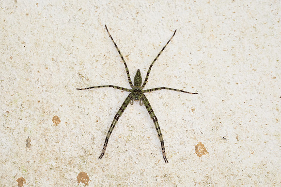 Insecte thai-7234