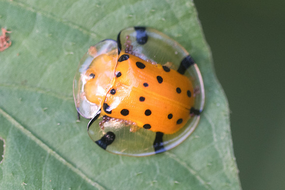 Insecte-3251