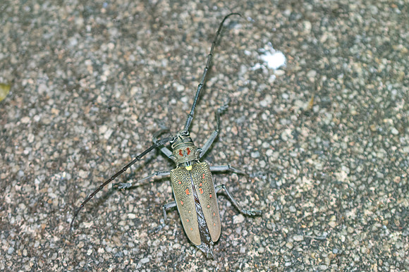 Insectes thai-3710