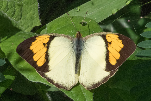 Ixias pyrene yunnanensis-1846 - - Chiang Dao - 15/11/23