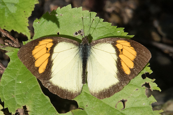 Ixias pyrene-1677 - - Chiang Dao - 15/11/23