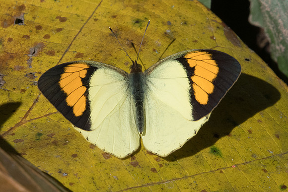 Ixias pyrene-7934 - Chiang Dao - 14/11/23