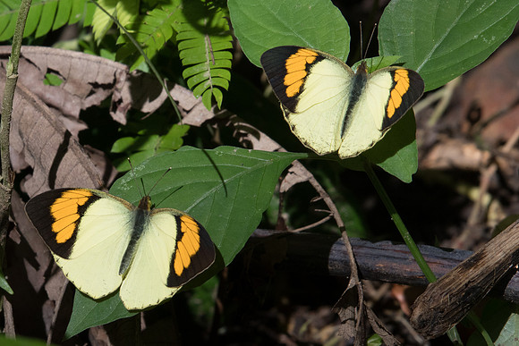 Ixias pyrene-7941- Chiang Dao - 14/11/23
