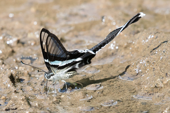 Lamproptera meges- Chiang Dao -16/11/23 - 0923