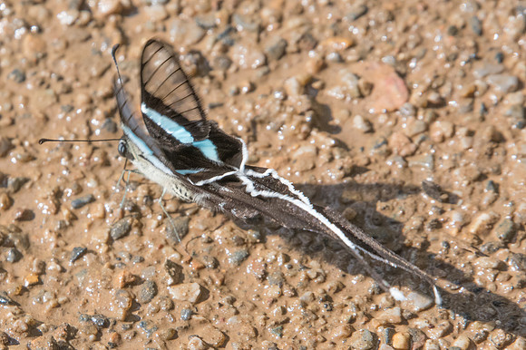 Lamproptera meges- Chiang Dao -15/11/23 - 1985