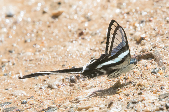 Lamproptera meges-Chiang Dao -15/11/23 - 2452