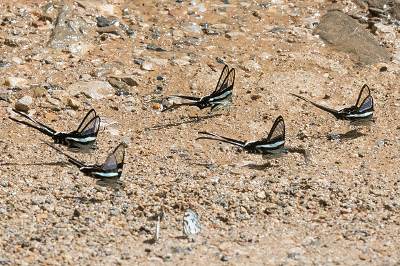 Lamproptera meges-Chiang Dao -15/11/23 -2492