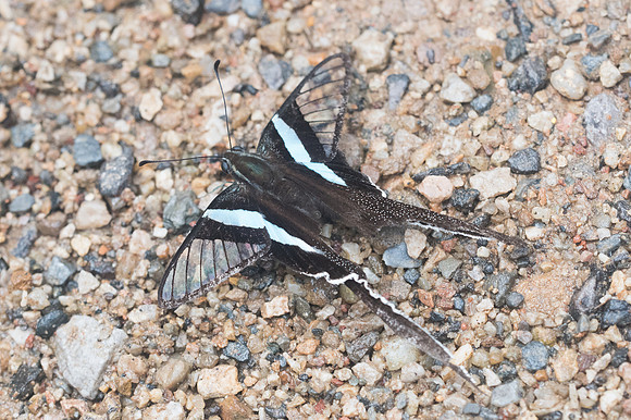 Lamproptera meges-Chiang Dao -15/11/23 - 2584
