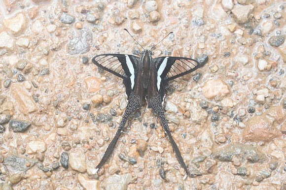 Lamproptera meges -Chiang Dao -15/11/23 - 2617