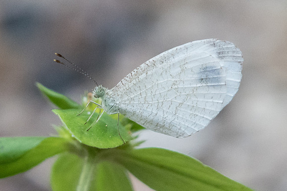 Leptosia nina nina-1110 - Doi-Suthep - 13/11/23