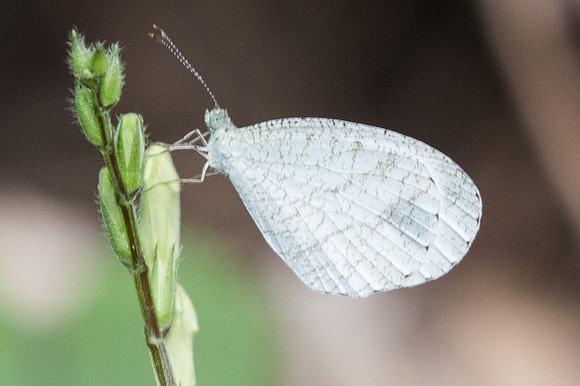 Leptosia nina-1008- Chiang Dao - 13/11/23