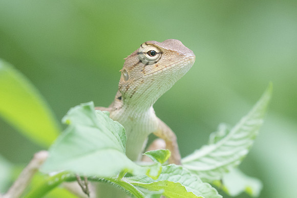 Lezard thai-4264