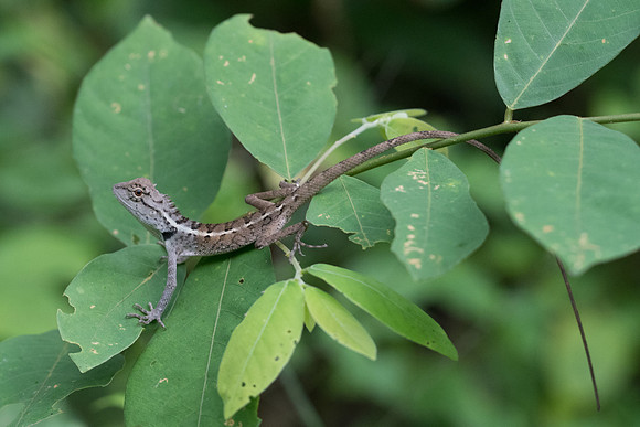 Lézard thai-5399