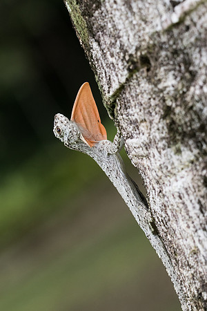 Lezard thai-7155
