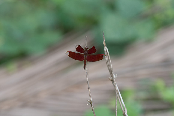 Libellule thai-4540
