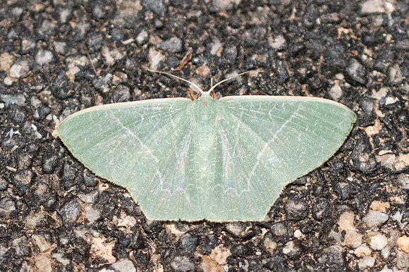 Thalassodes immissaria - 3688 - Chiang Rai - 18/11/23