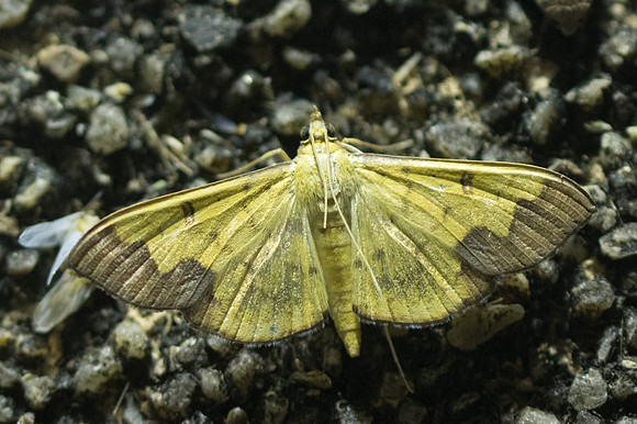 Meroctena tullalis-3705- Chiang Rai - 17/11/23