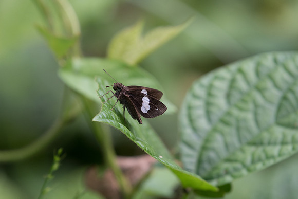 Notocrypta paralysos id--1174 - Chiang Dao - 16/03/23