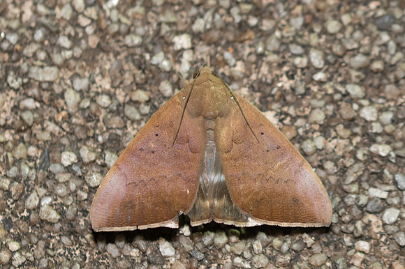 Achaea serva-3452 - Chiang Rai - 17/11/23