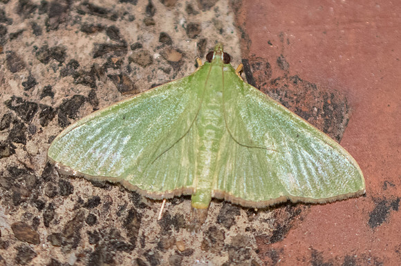 Parotis punctiferalis o Parotis marginata -3496