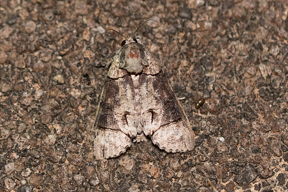 Phalera grotei-3524