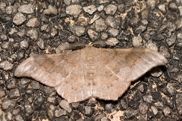 Hyposidra talaca-3600 - Chiang Rai - 17/11/23