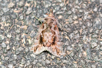 Plusiopalpa adrasta-3616 - Chiang Rai