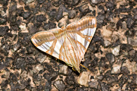Agrioglypta zelimalis-3633 - Chiang Rai - 18/11/23