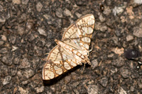 Glyphodes caesalis-3654 - Chiang Rai - 18/11/23