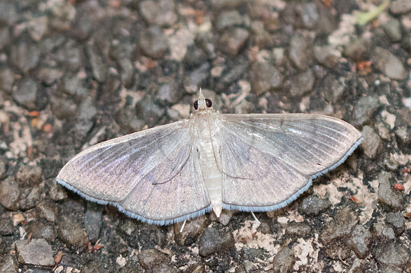 Poliobotys ablactalis - 3658