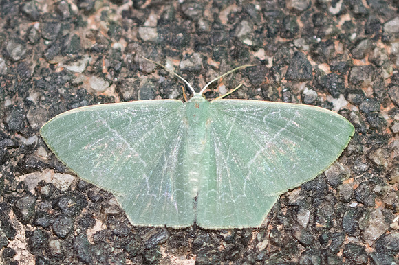 Thalassodes immissaria-3662 - Chiang Rai - 18/11/23