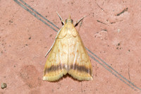 Crypsiptya coclesalis-3749