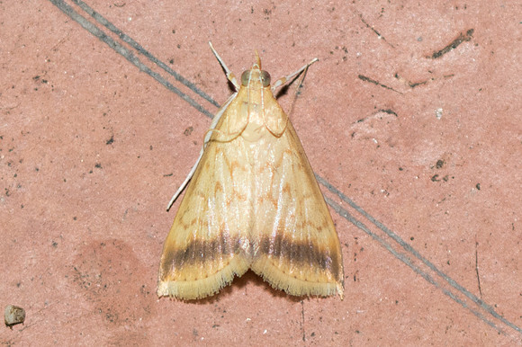 Crypsiptya coclesalis-3749