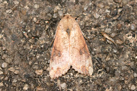 Tiracola aureata-3757