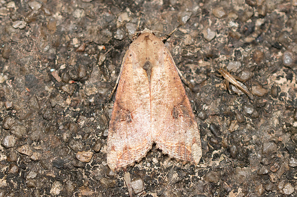 Tiracola aureata-3757