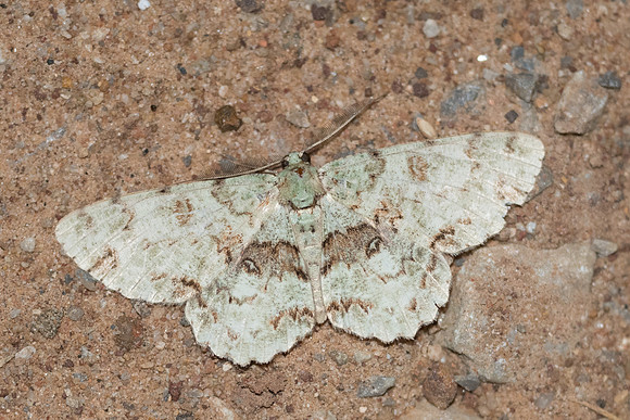 Ophthalmitis rufilauta-5276 - Phanom Bencha NP - 24/11/23